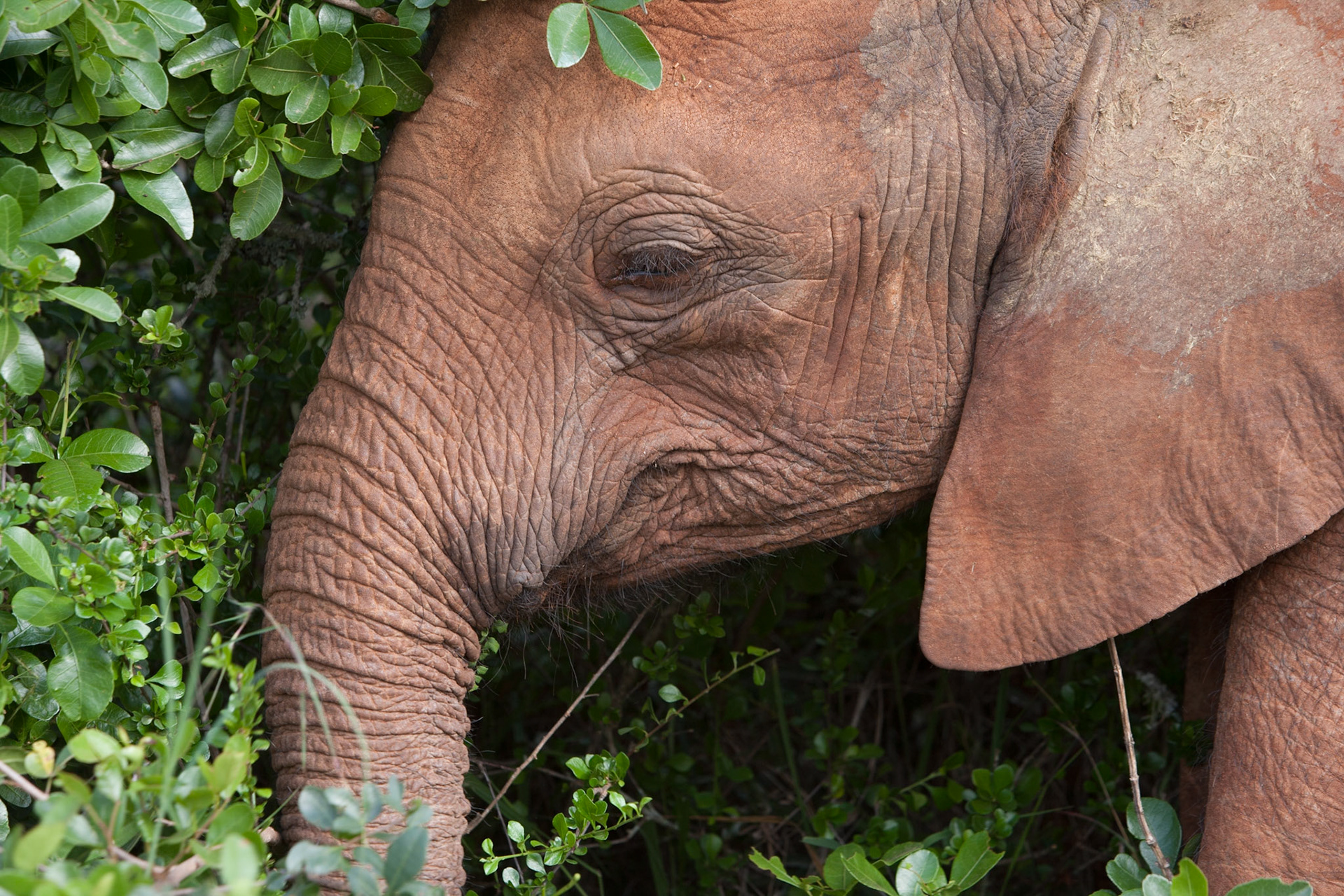 Sheldrick Wildlife Trust ©McNairnPhotography