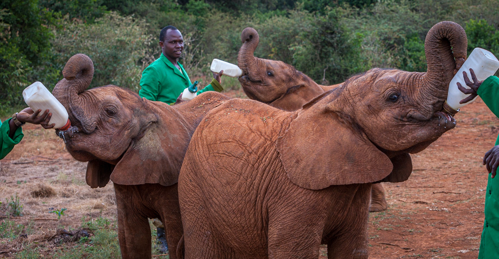 Sheldrick Wildlife Trust, Nairobi ©McNairnPhotography
