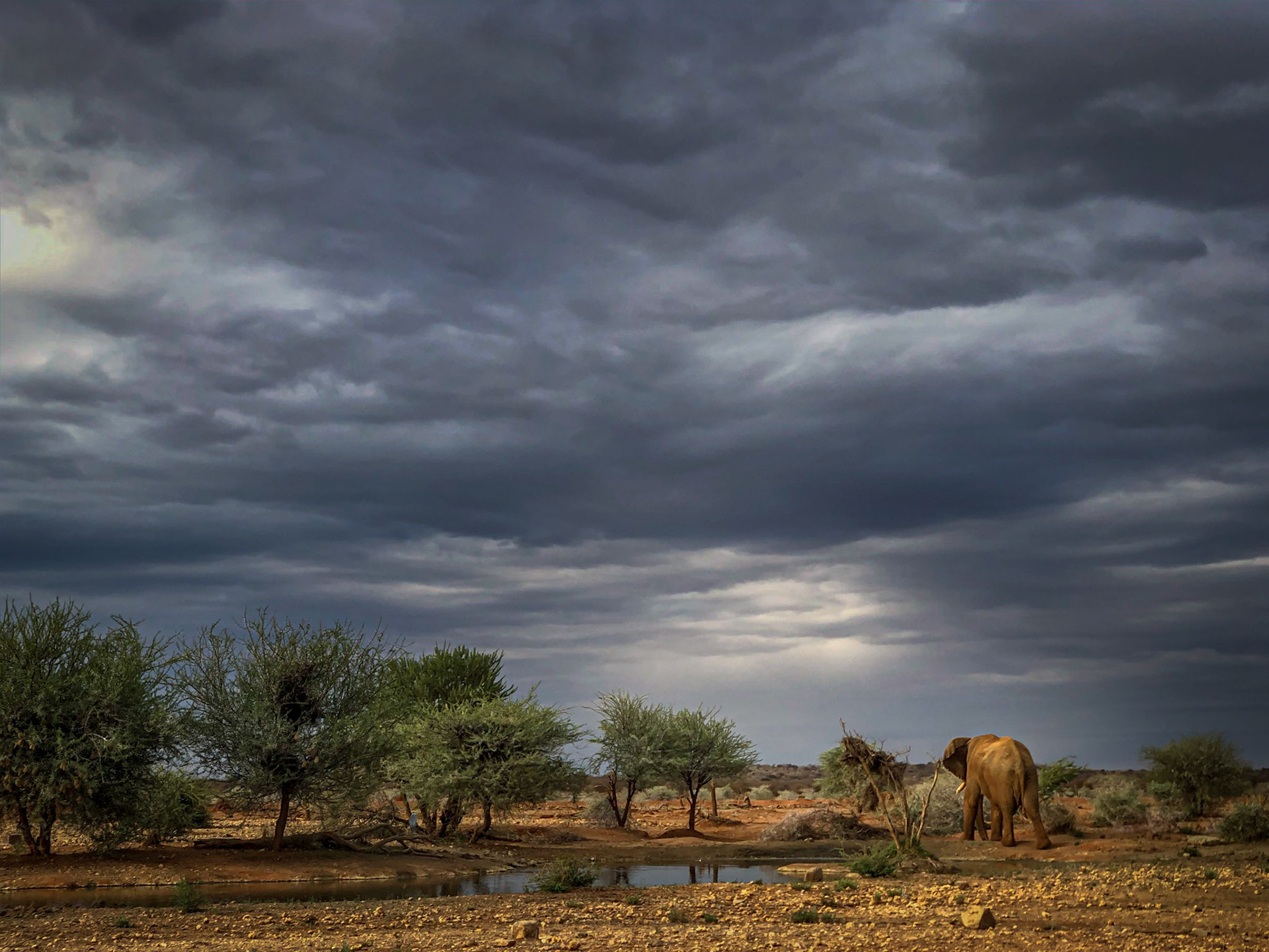 Erindi, Namibia ©McNairnPhotography