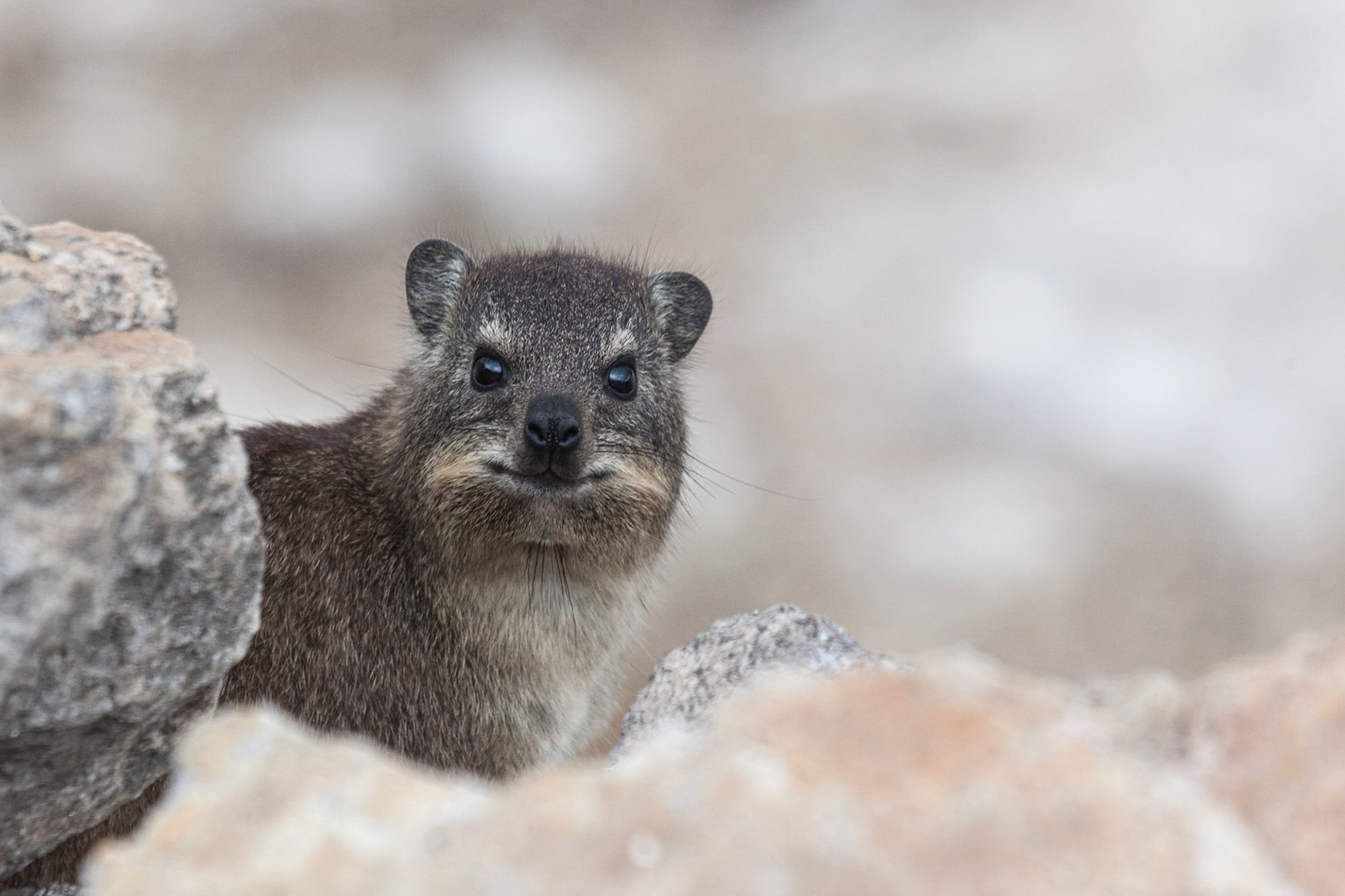 Hyrax (Procavia capensis) ©McNairnPhotography