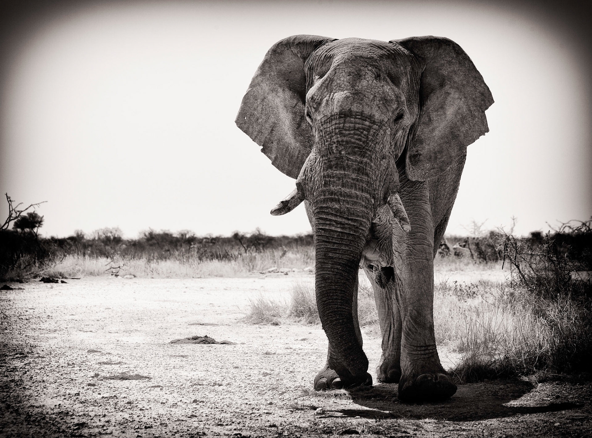 ©McNairnPhotography