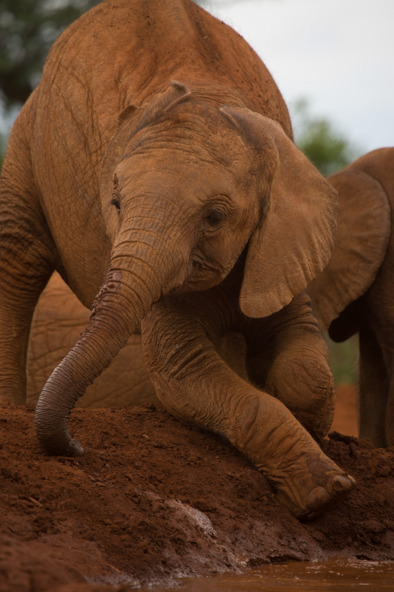 Sheldrick Wildlife Trust ©McNairnPhotography