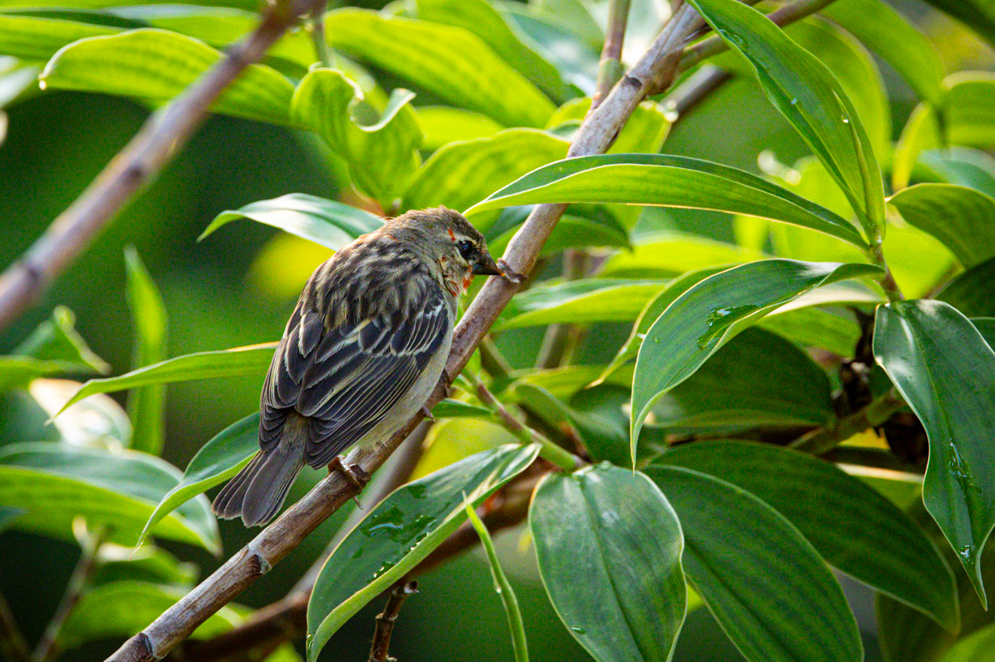  ©McNairnPhotography