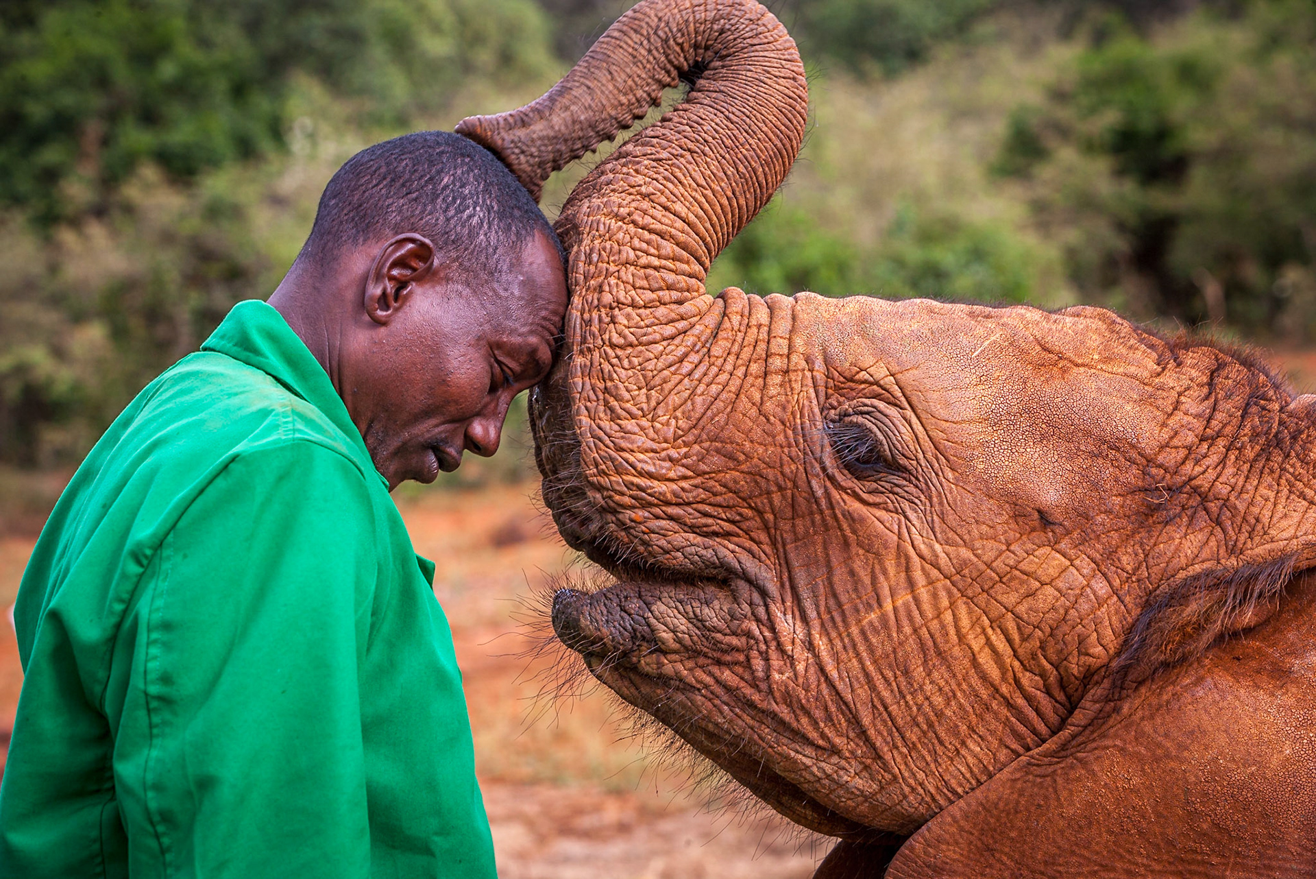Sheldrick Wildlife Trust, Nairobi ©McNairnPhotography