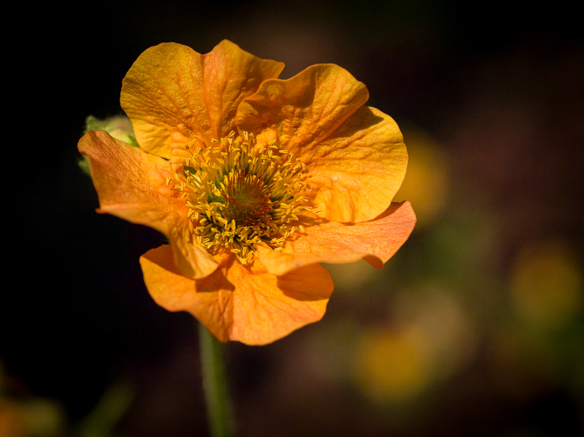 ©McNairnPhotography