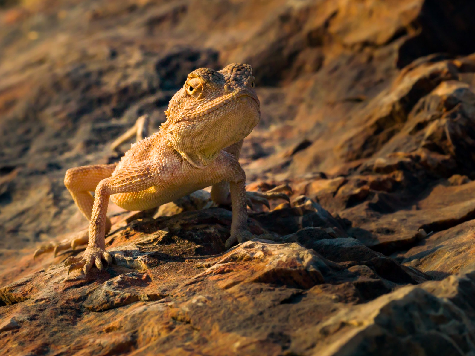 ©McNairnPhotography