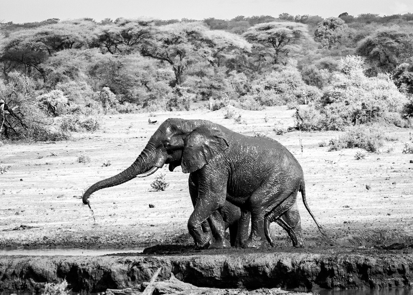 ©McNairnPhotography