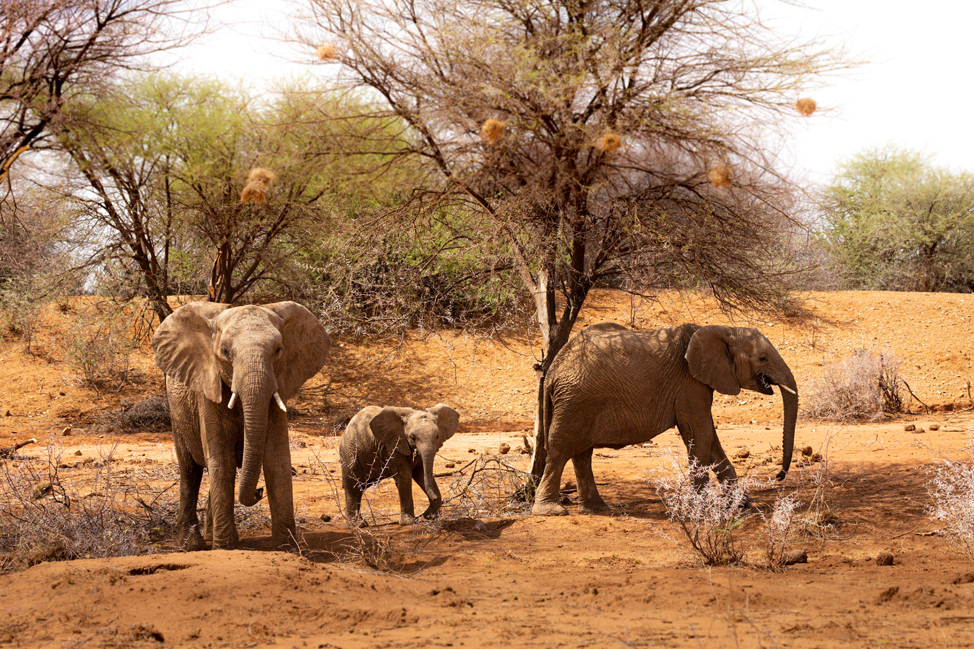 Erindi, Namibia ©McNairnPhotography