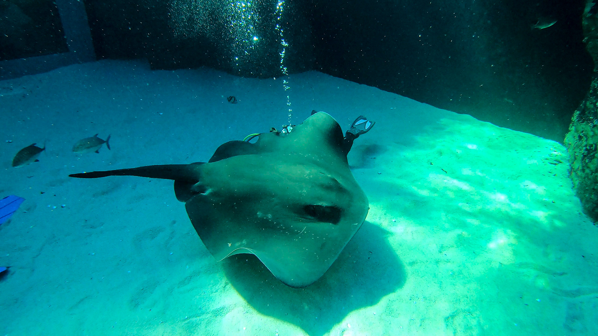 Two Oceans Aquarium ©McNairnPhotography