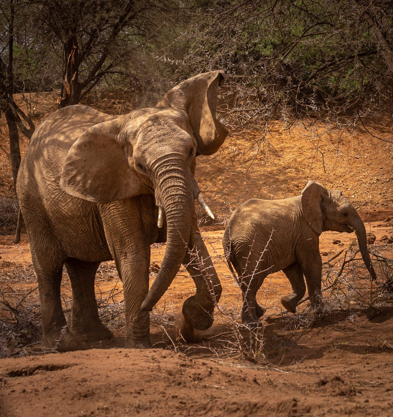 ©McNairnPhotography