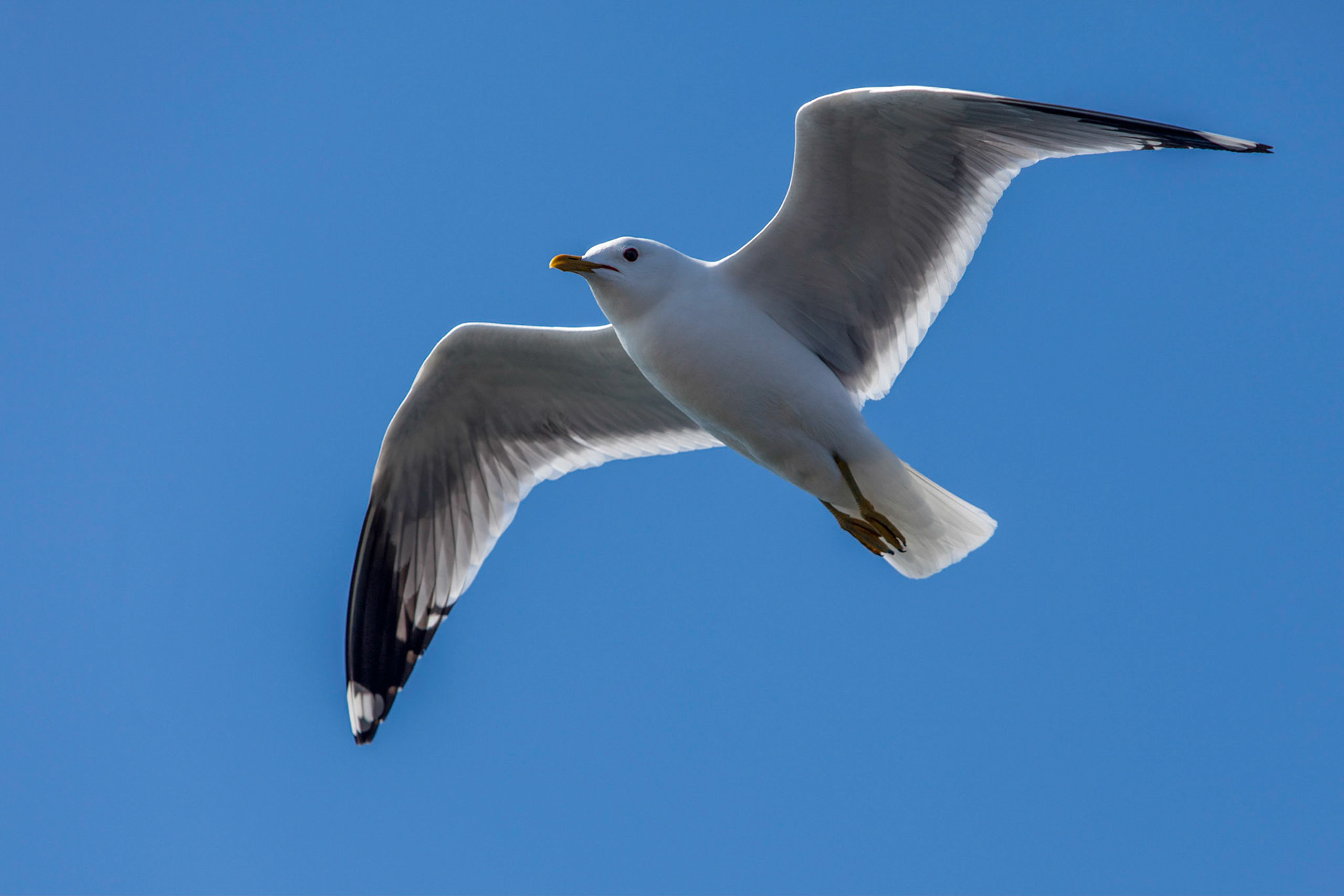 Caspian Gull ©McNairnPhotography