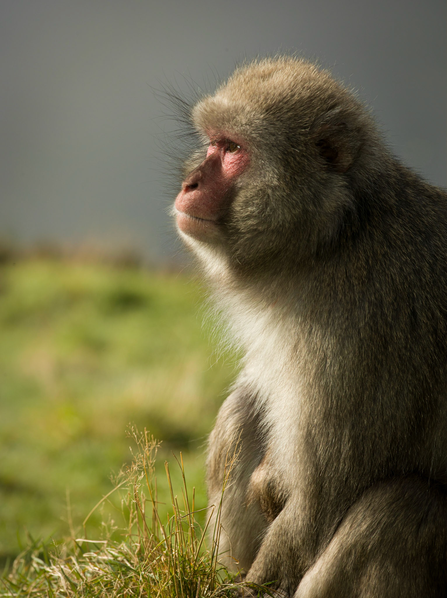 Japanese Macaque (Macaca fuscata) ©McNairnPhotography