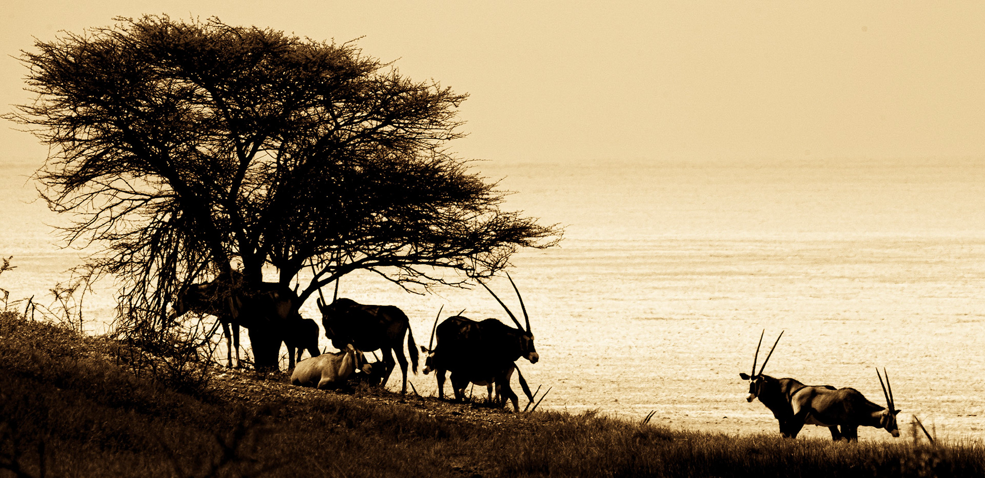 ©McNairnPhotography