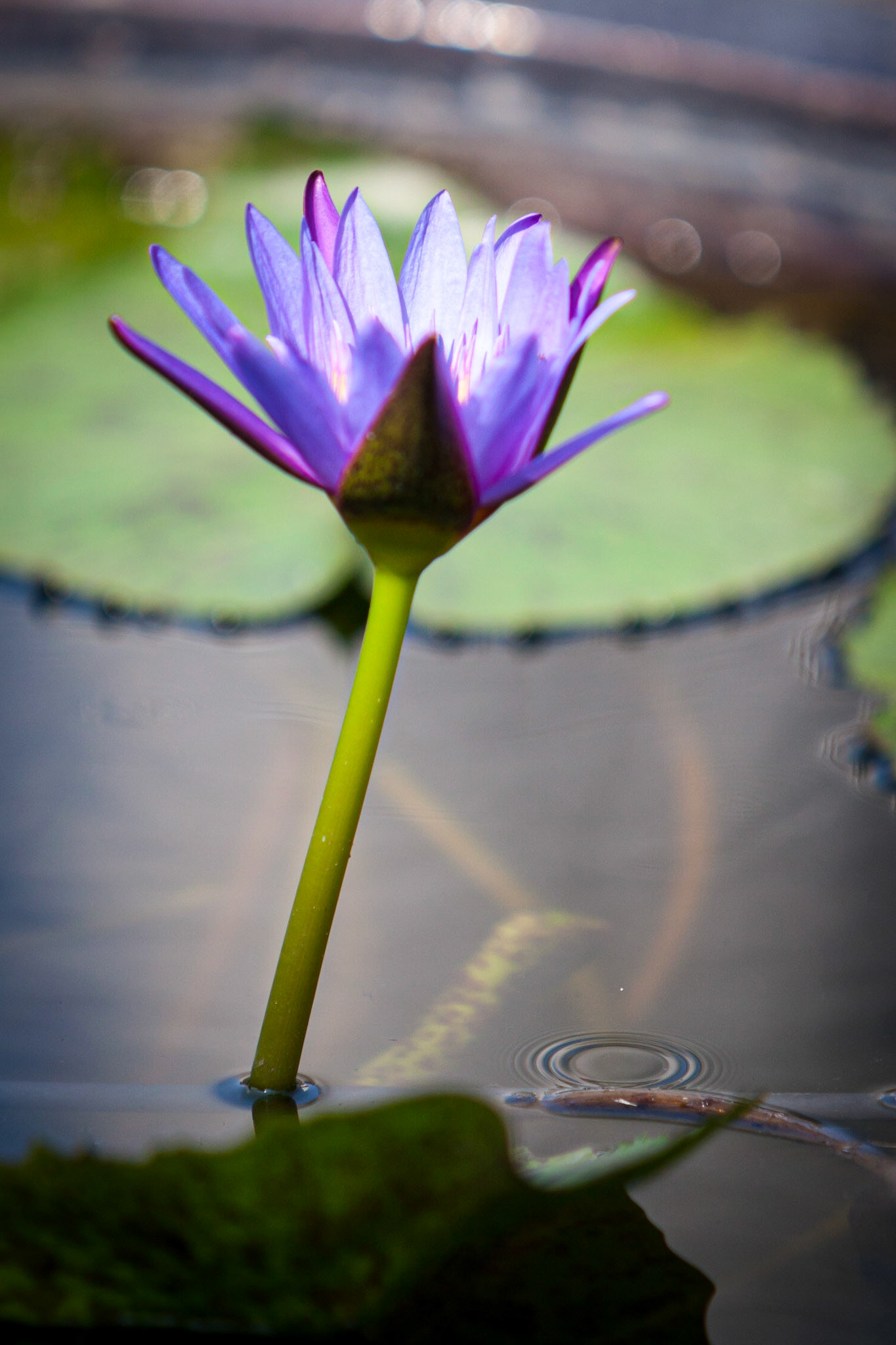 Thailand ©McNairnPhotography