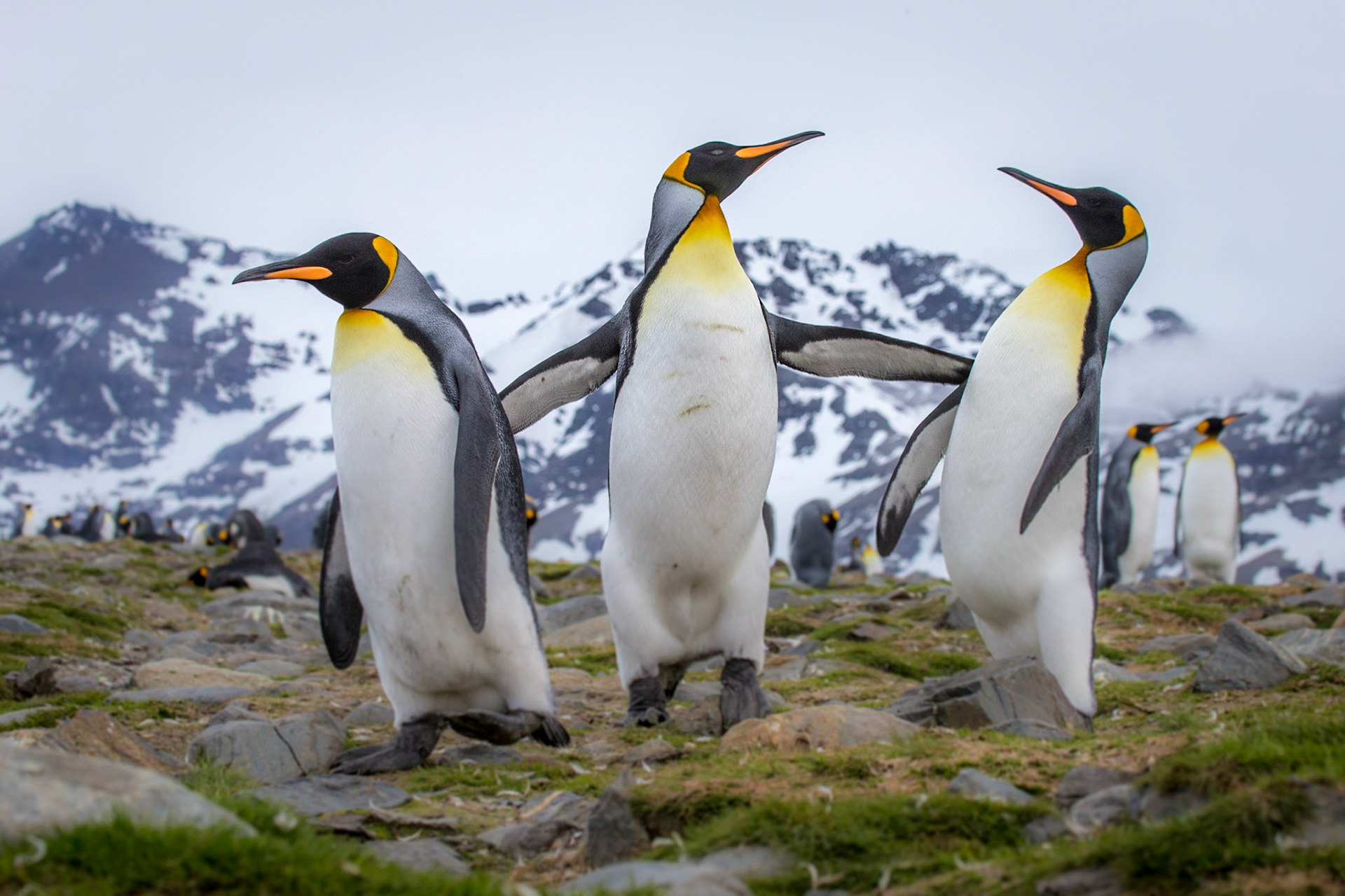 King Penguin ©McNairn.com