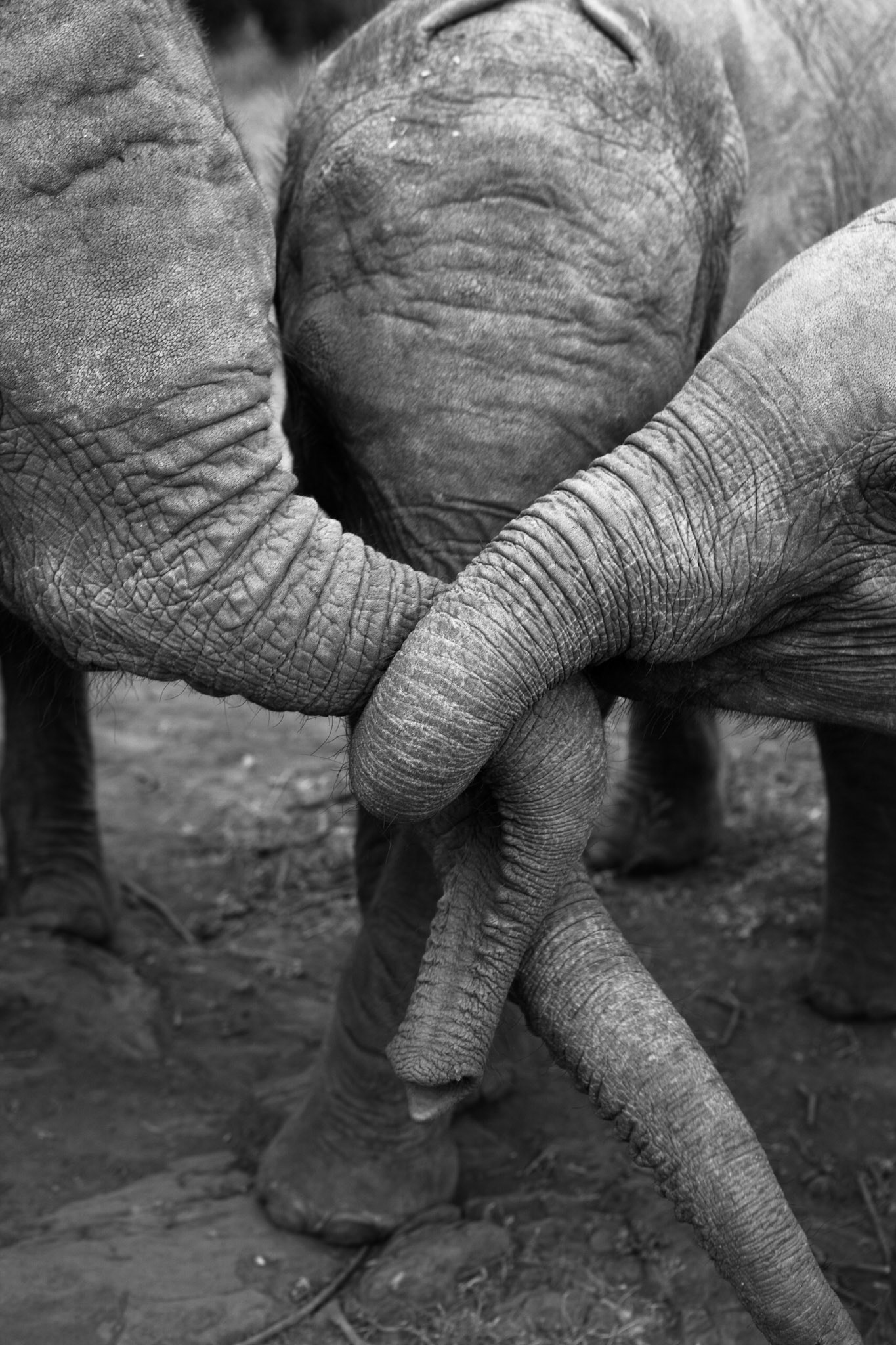 Sheldrick Wildlife Trust ©McNairnPhotography