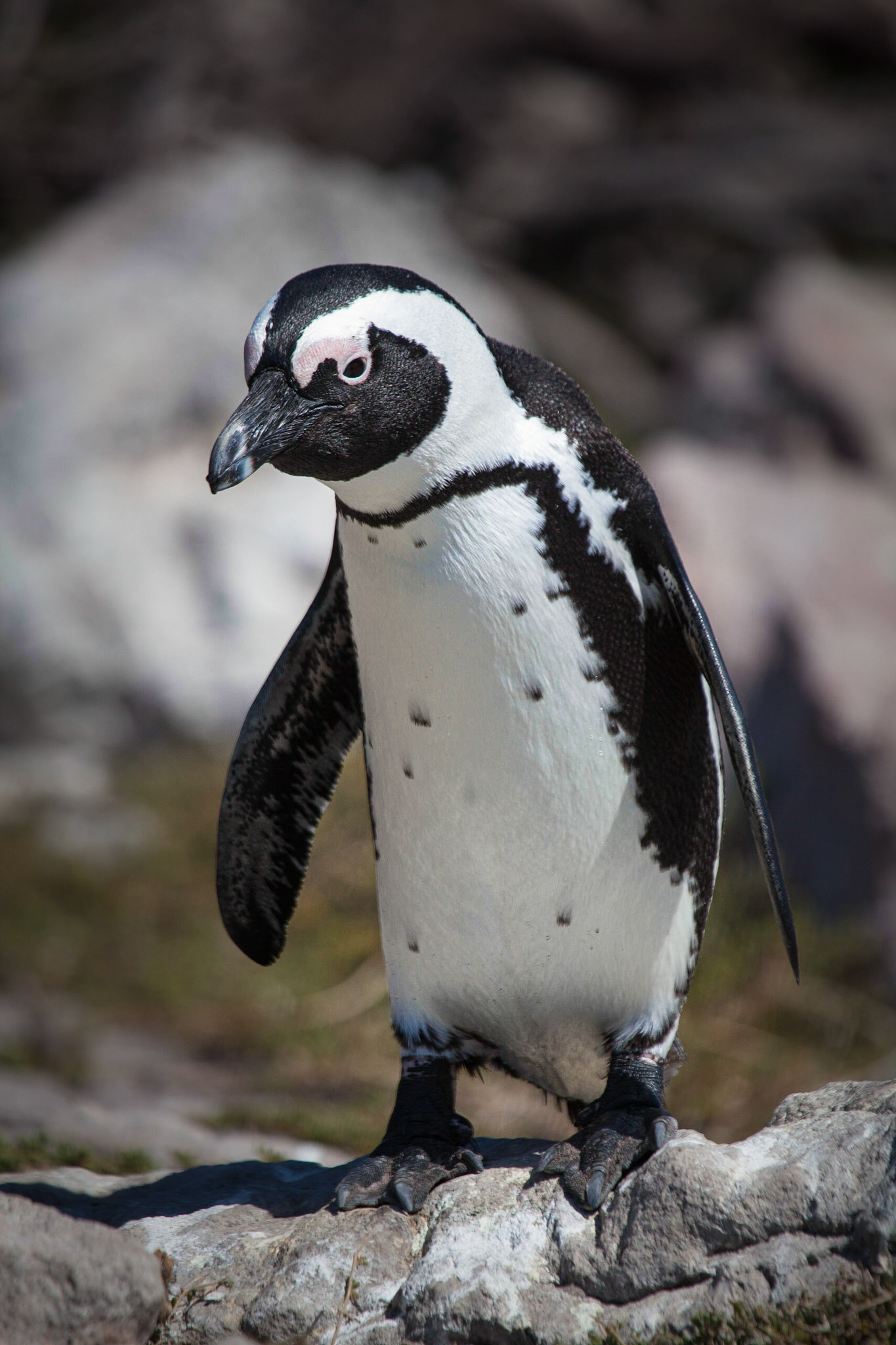 African Penguin ©McNairnPhotography