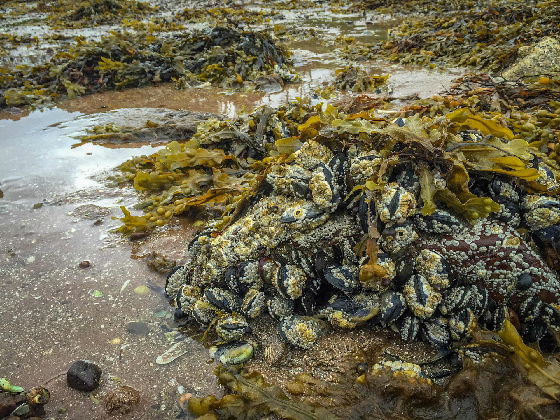 Scottish Highlands ©McNairnPhotography