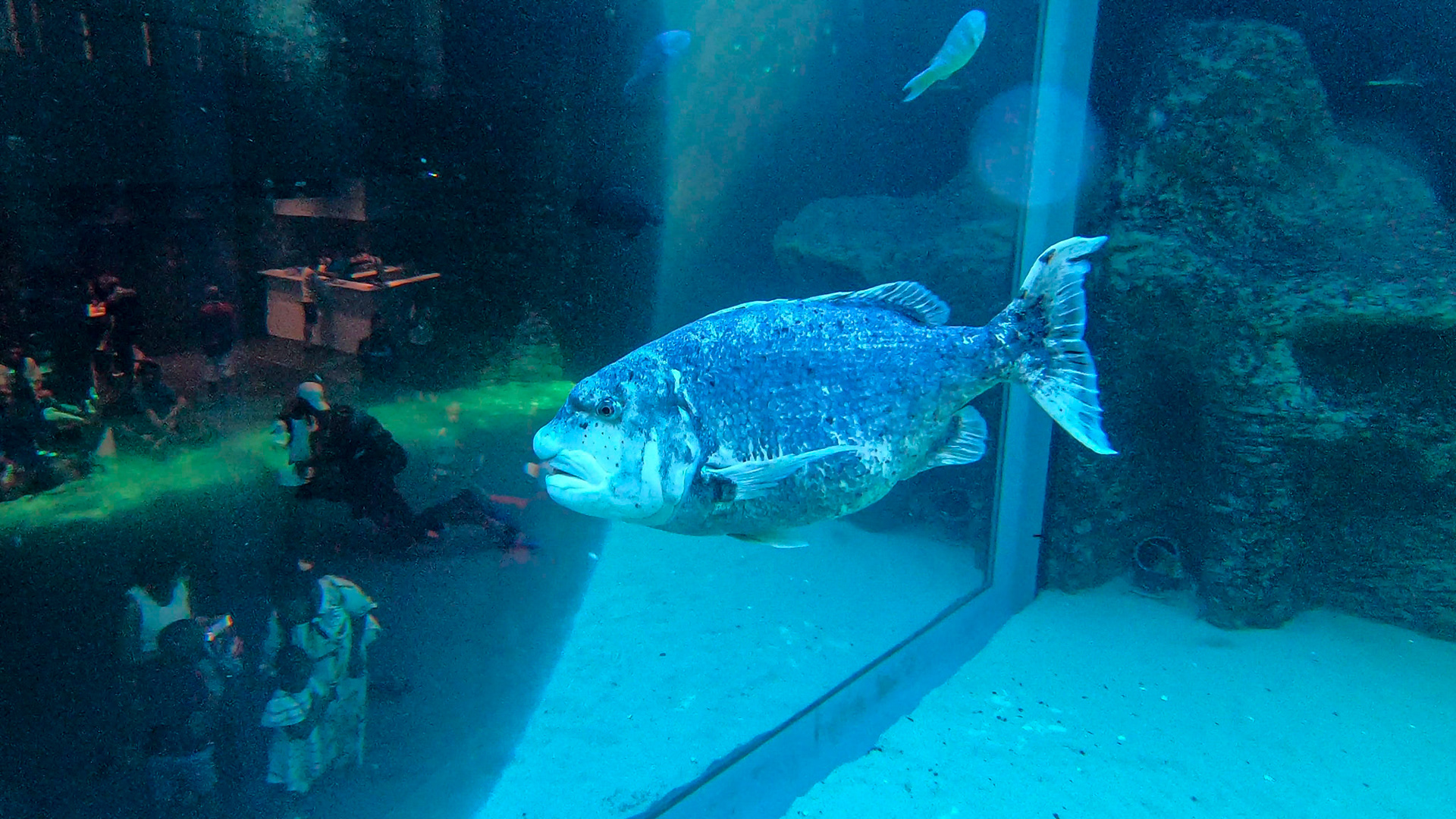 Two Oceans Aquarium ©McNairnPhotography