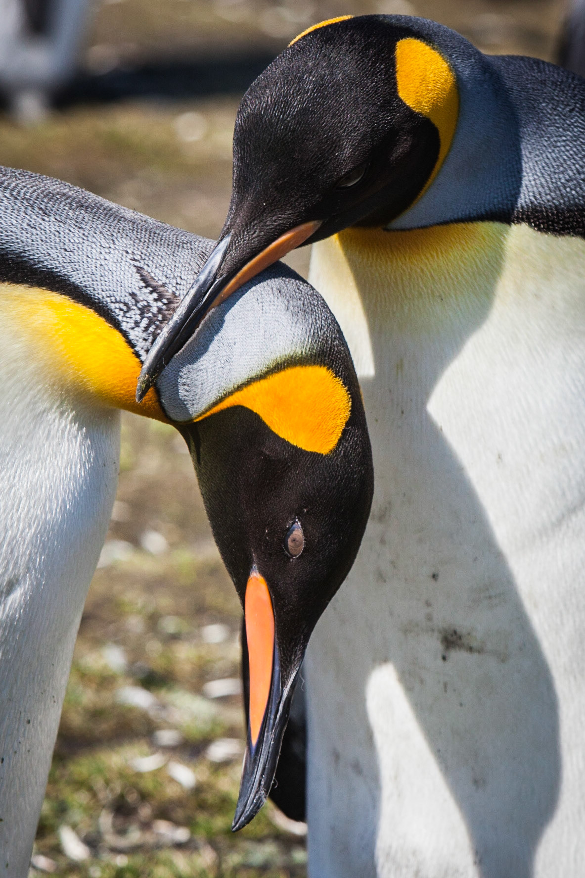 King Penguin ©McNairn.com