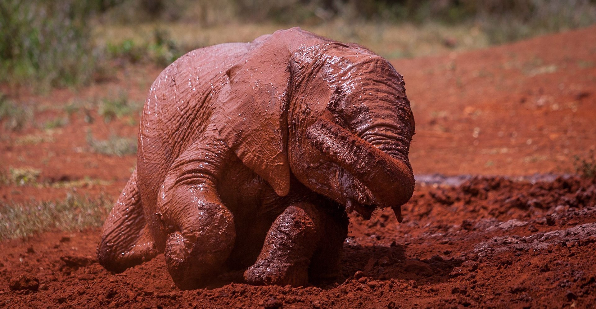 Sheldrick Wildlife Trust ©McNairnPhotography