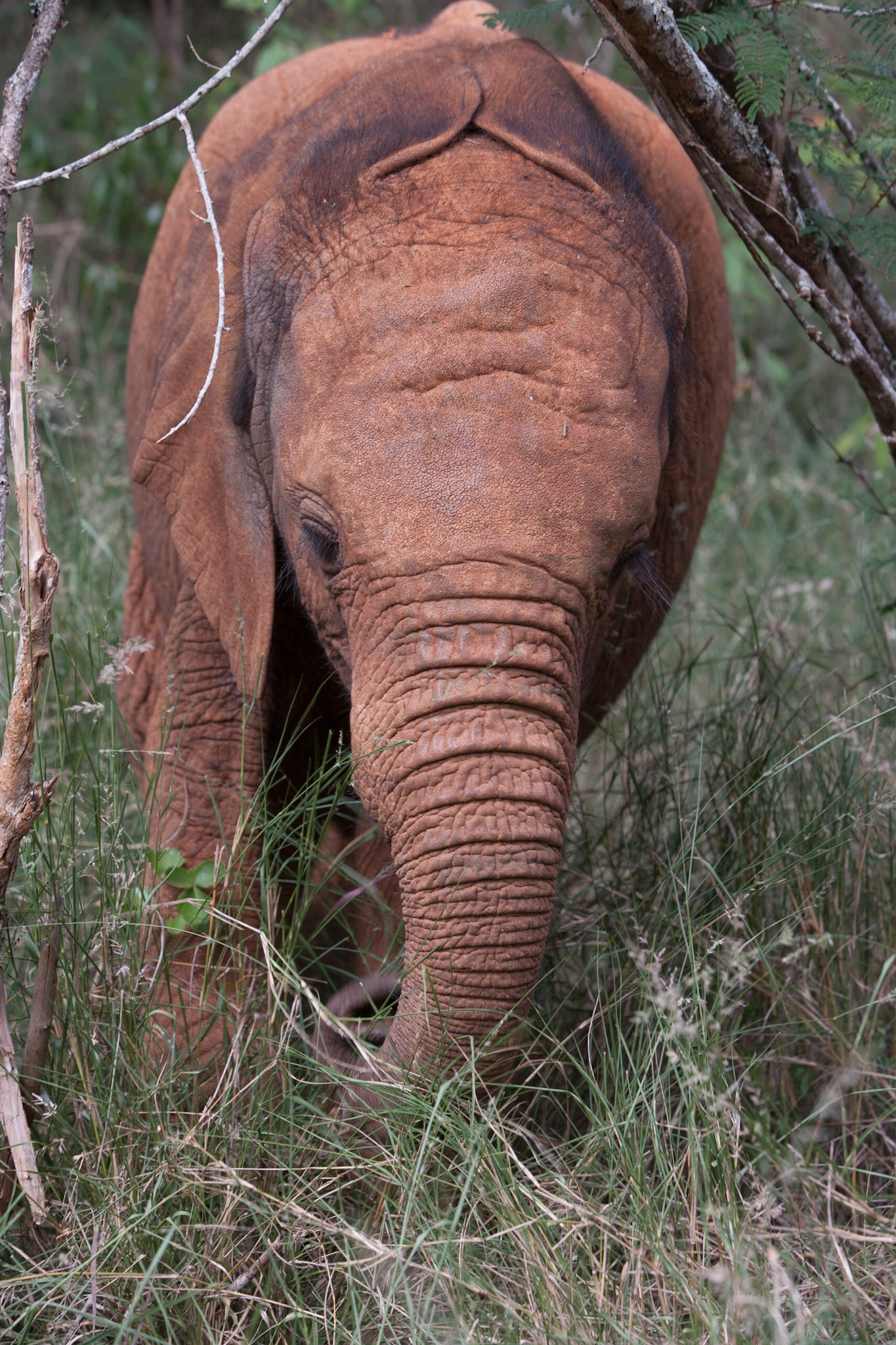 Sheldrick Wildlife Trust ©McNairnPhotography