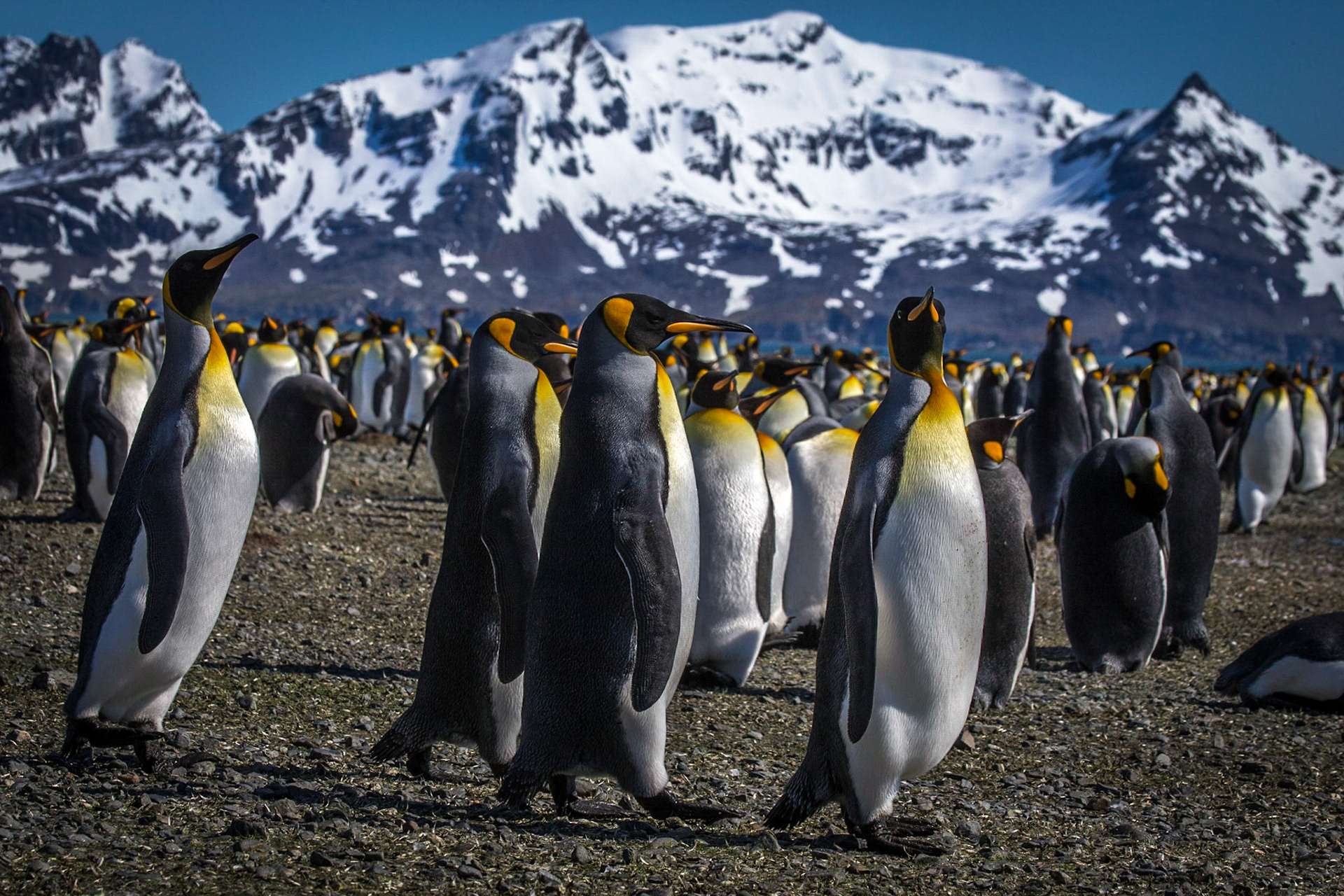 ©McNairnPhotography