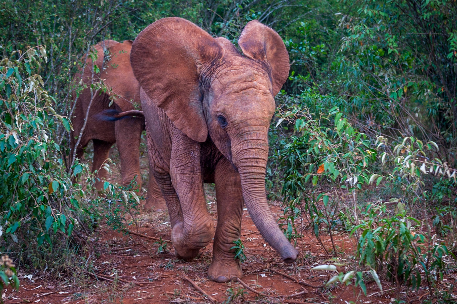 Sheldrick Wildlife Trust ©McNairnPhotography