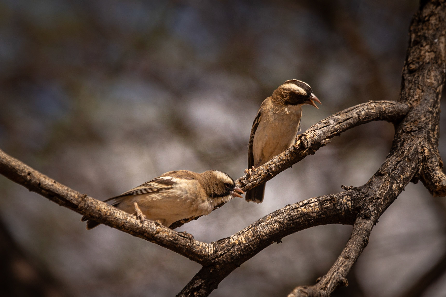 White-browed Sparrow-Weaver ©McNairnPhotography