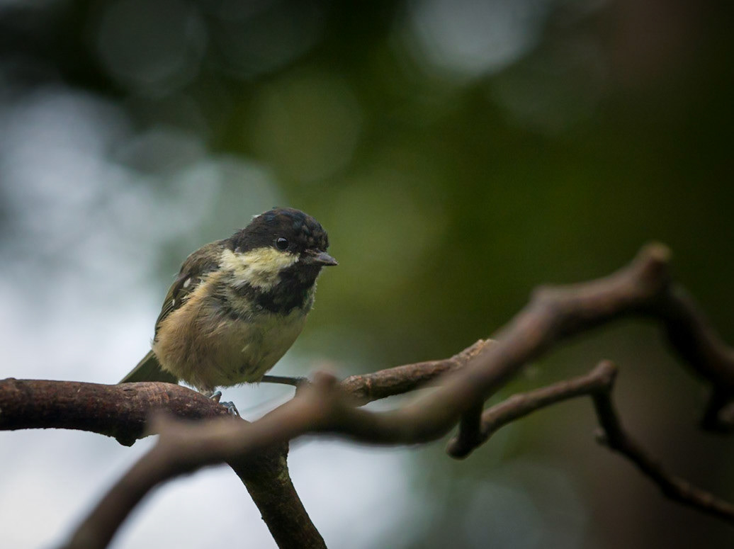 Coal Tit ©McNairn.com