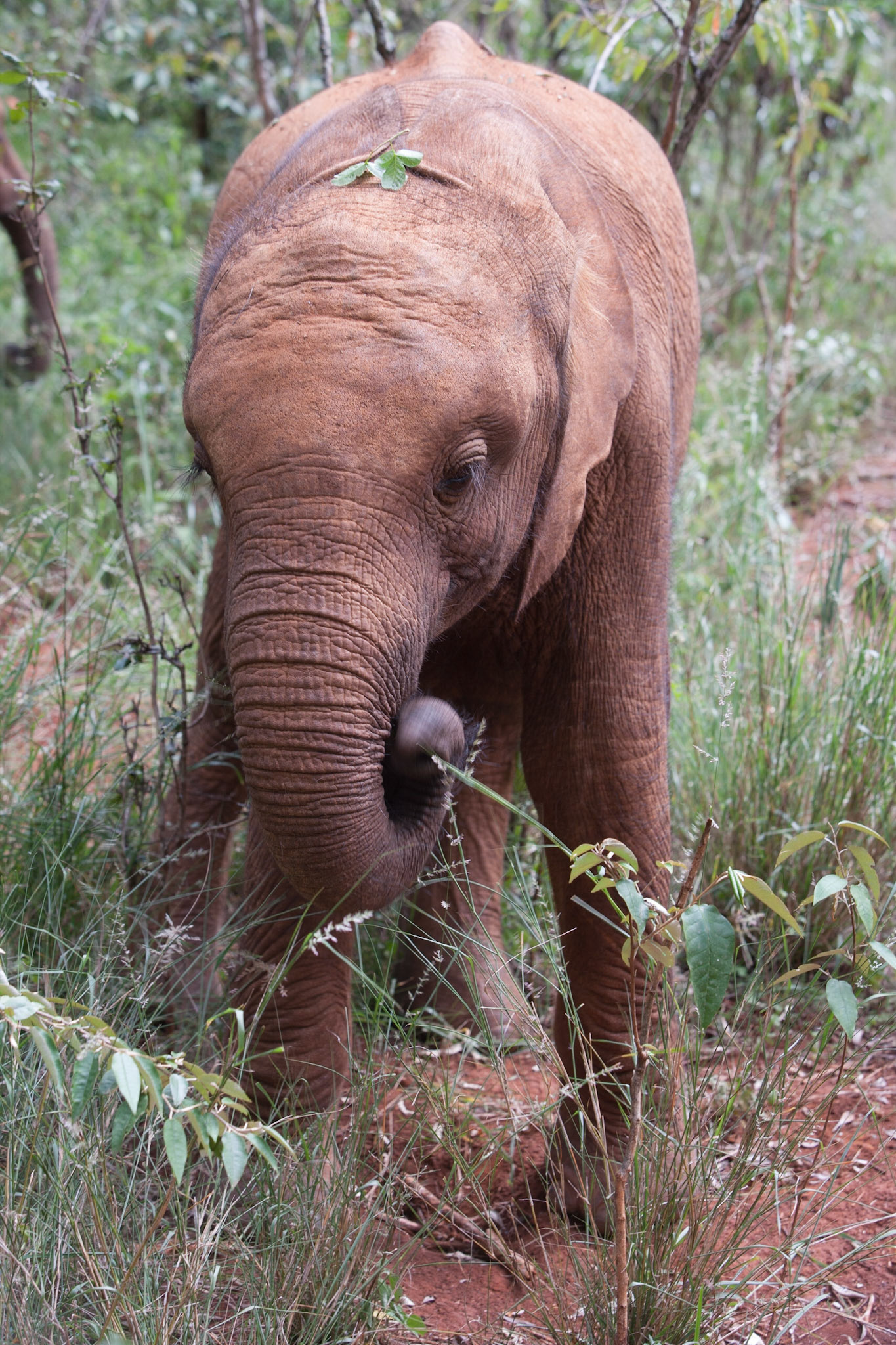 Sheldrick Wildlife Trust ©McNairnPhotography