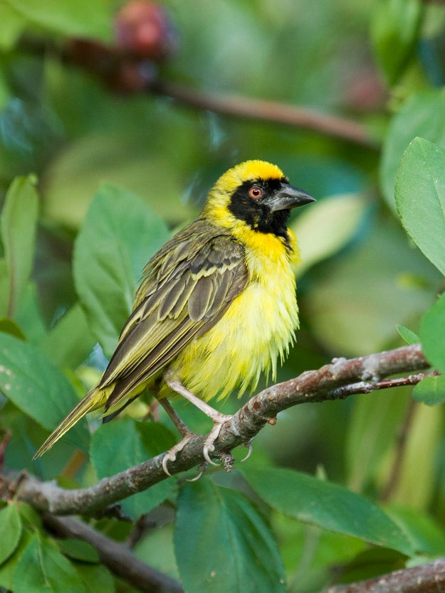 Southern Masked Weaver ©McNairnPhotography