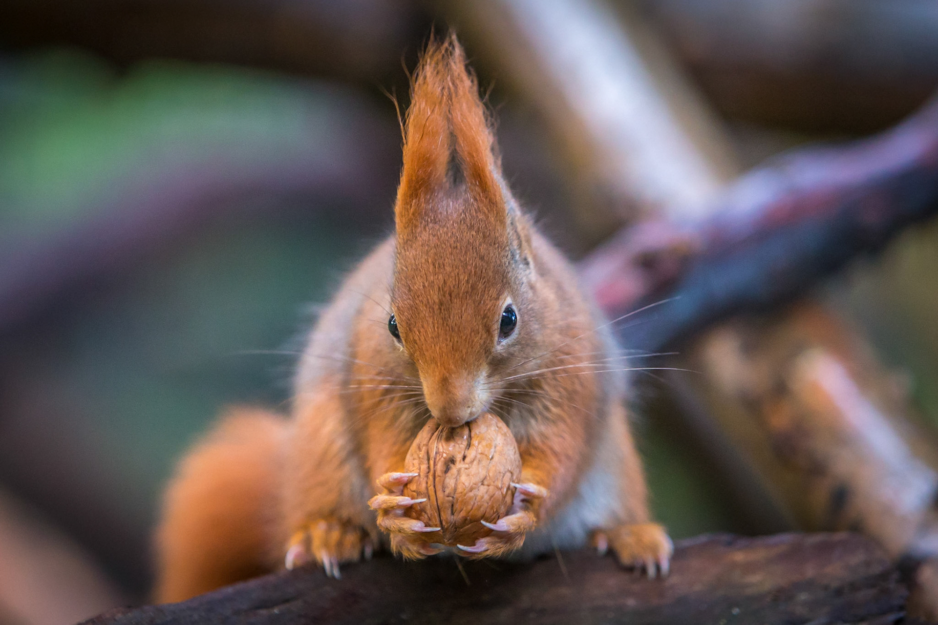 ©McNairnPhotography