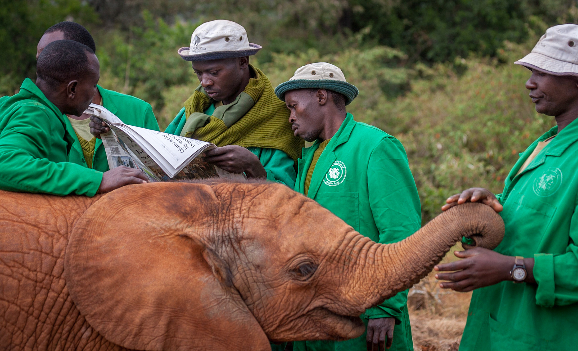Wildlife news, Kenya ©McNairnPhotography