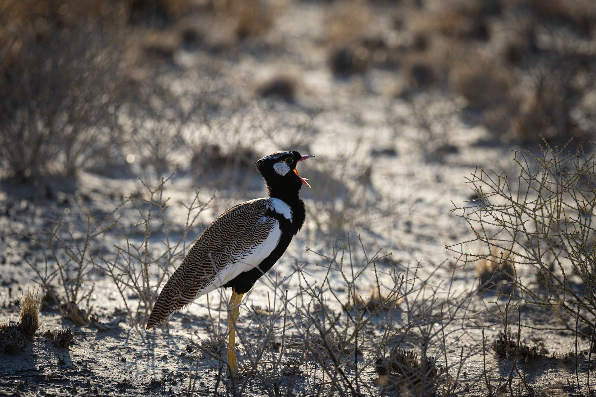 Northern Black Korhaan ©McNairnPhotography