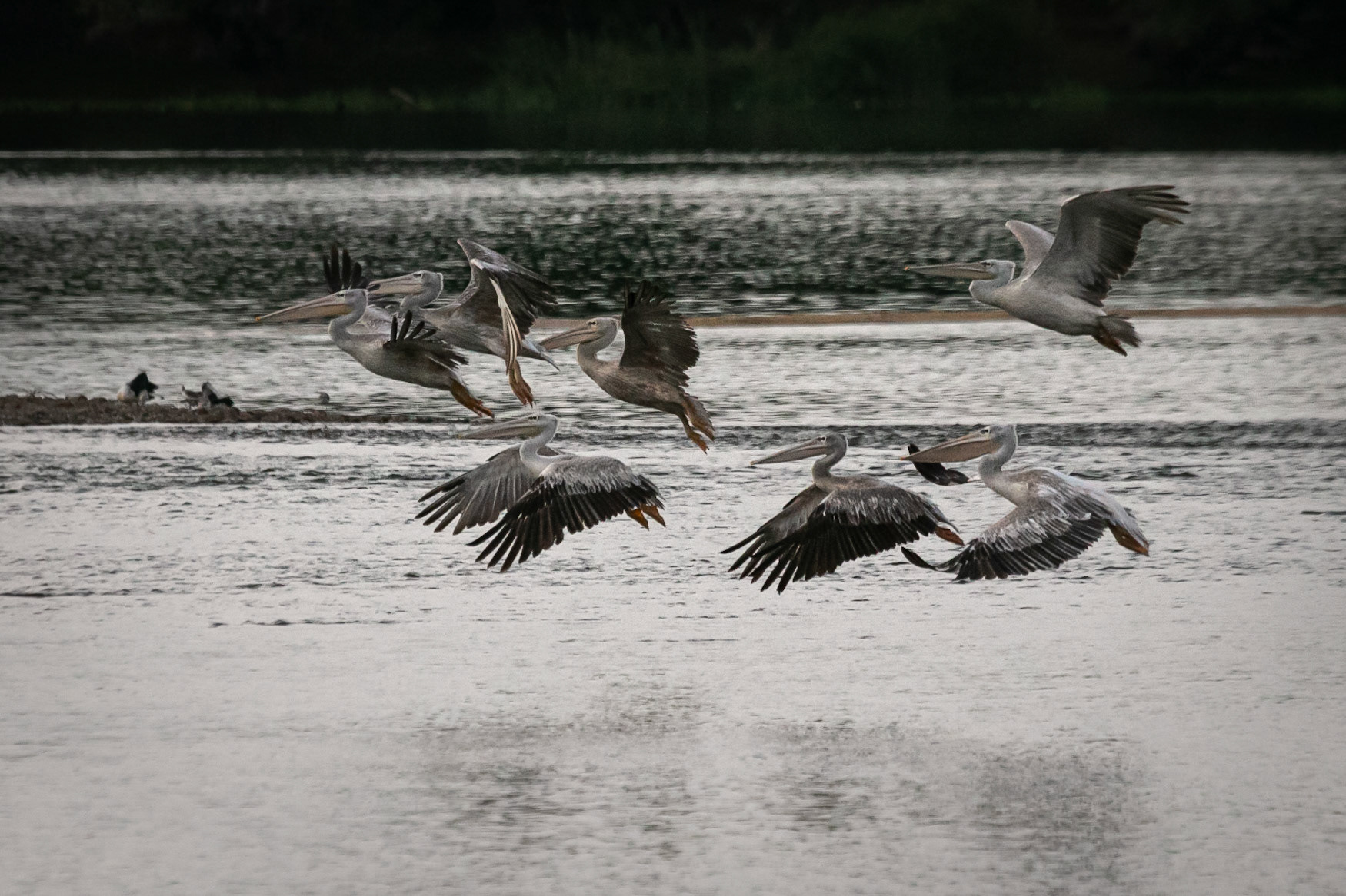 Pelican ©McNairnPhotography