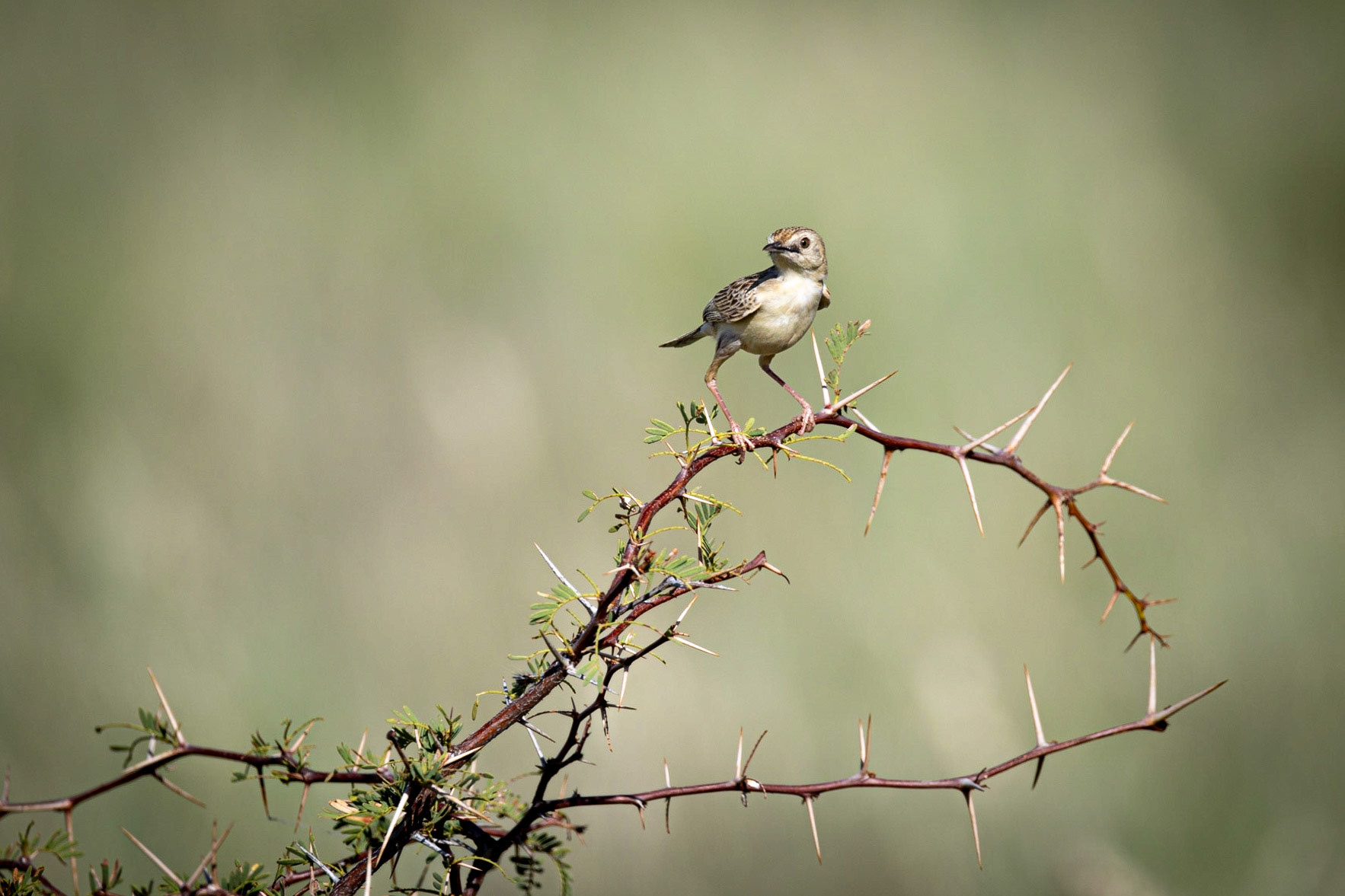 Cloud Cisticola ©McNairnPhotography