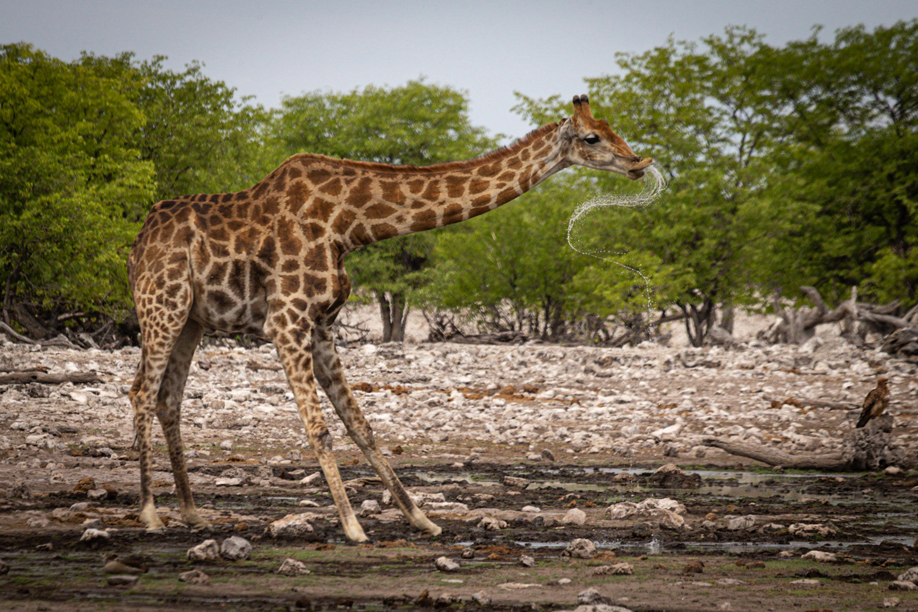 Etosha ©McNairnPhotography