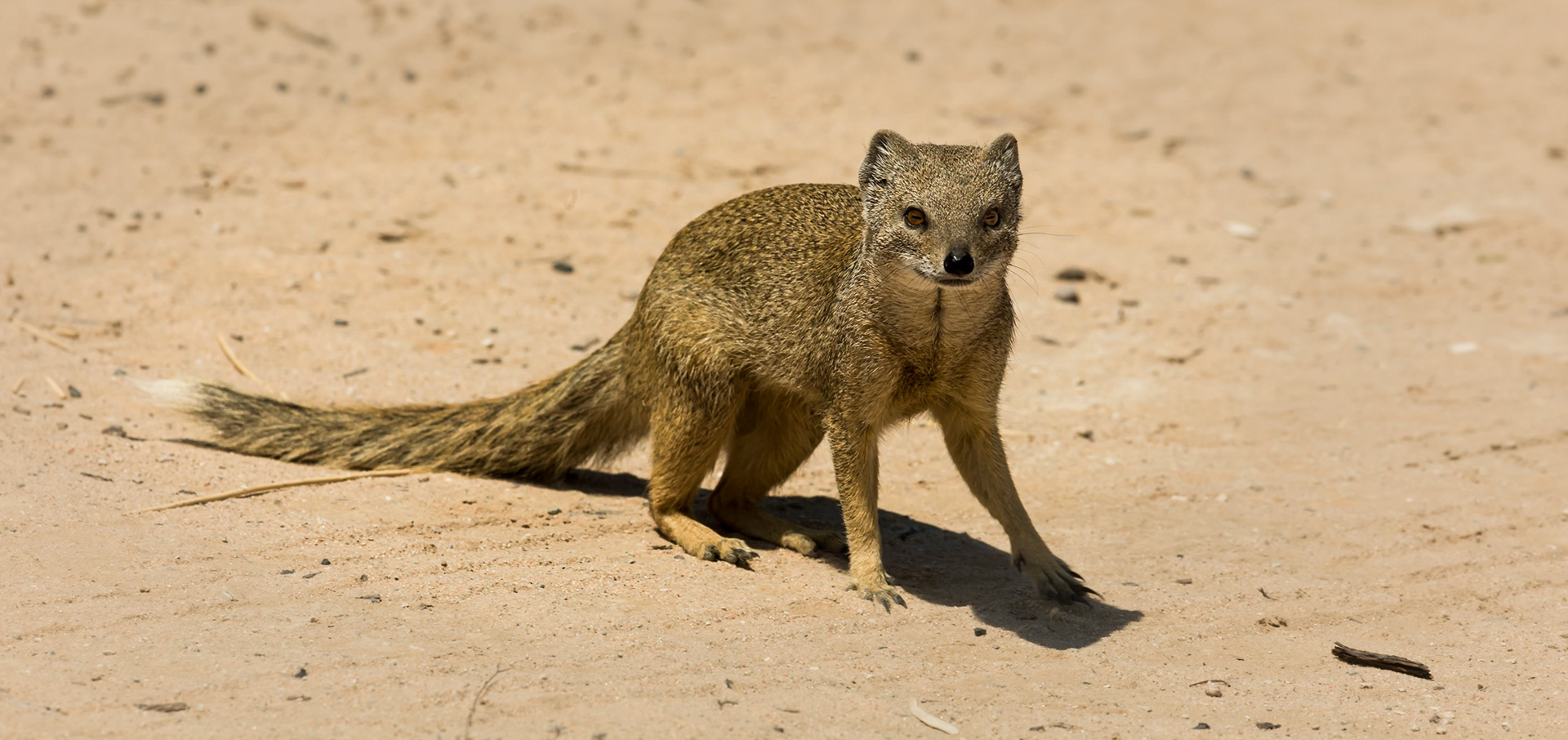 ©McNairnPhotography