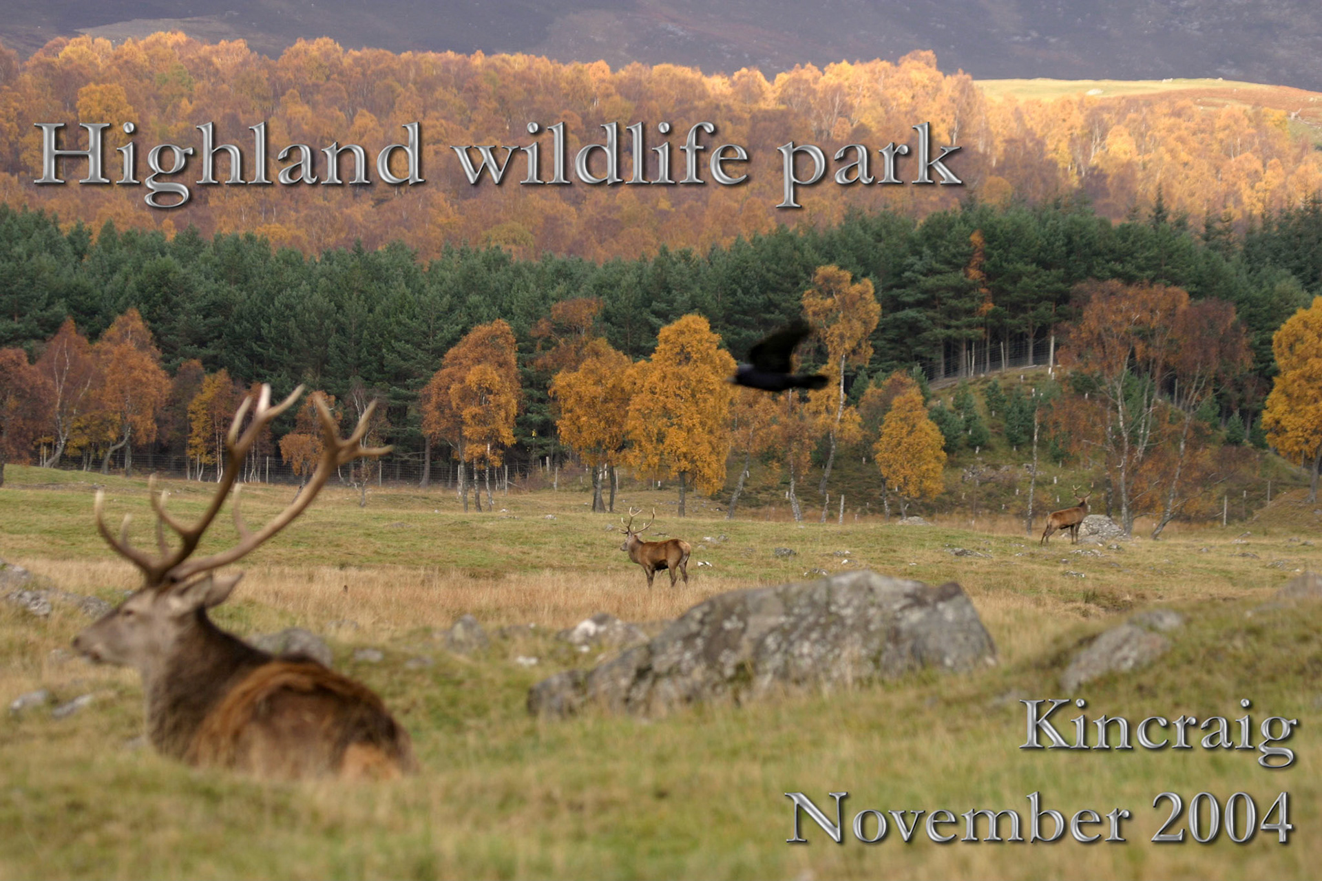 Autumn in the Highland Wildlife Park with Red Deer in the foreground, middle distance and distance