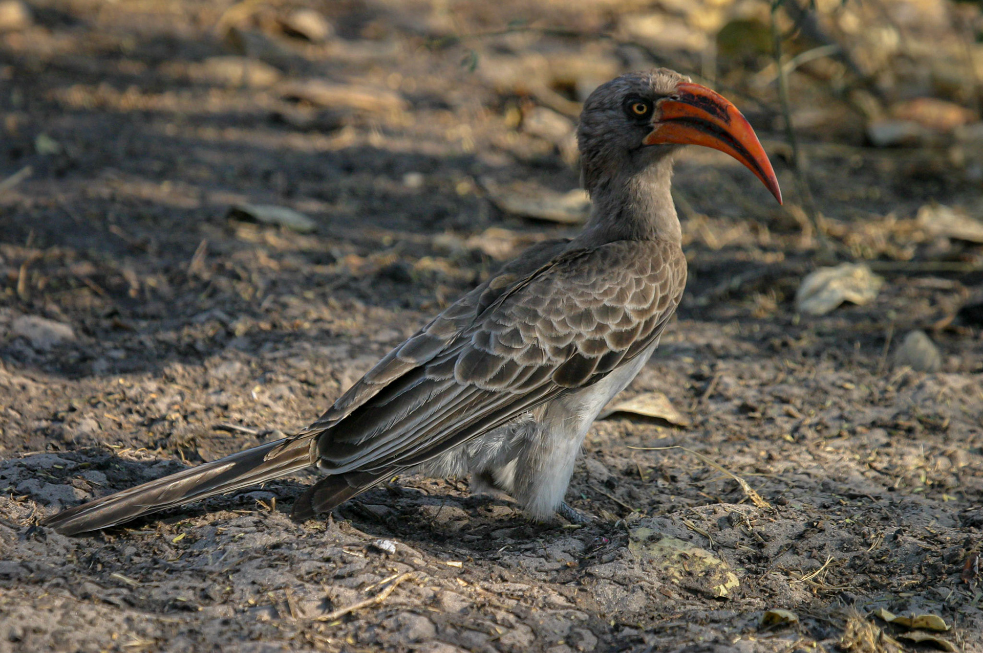 Red-billed Hornbill ©McNairnPhotography