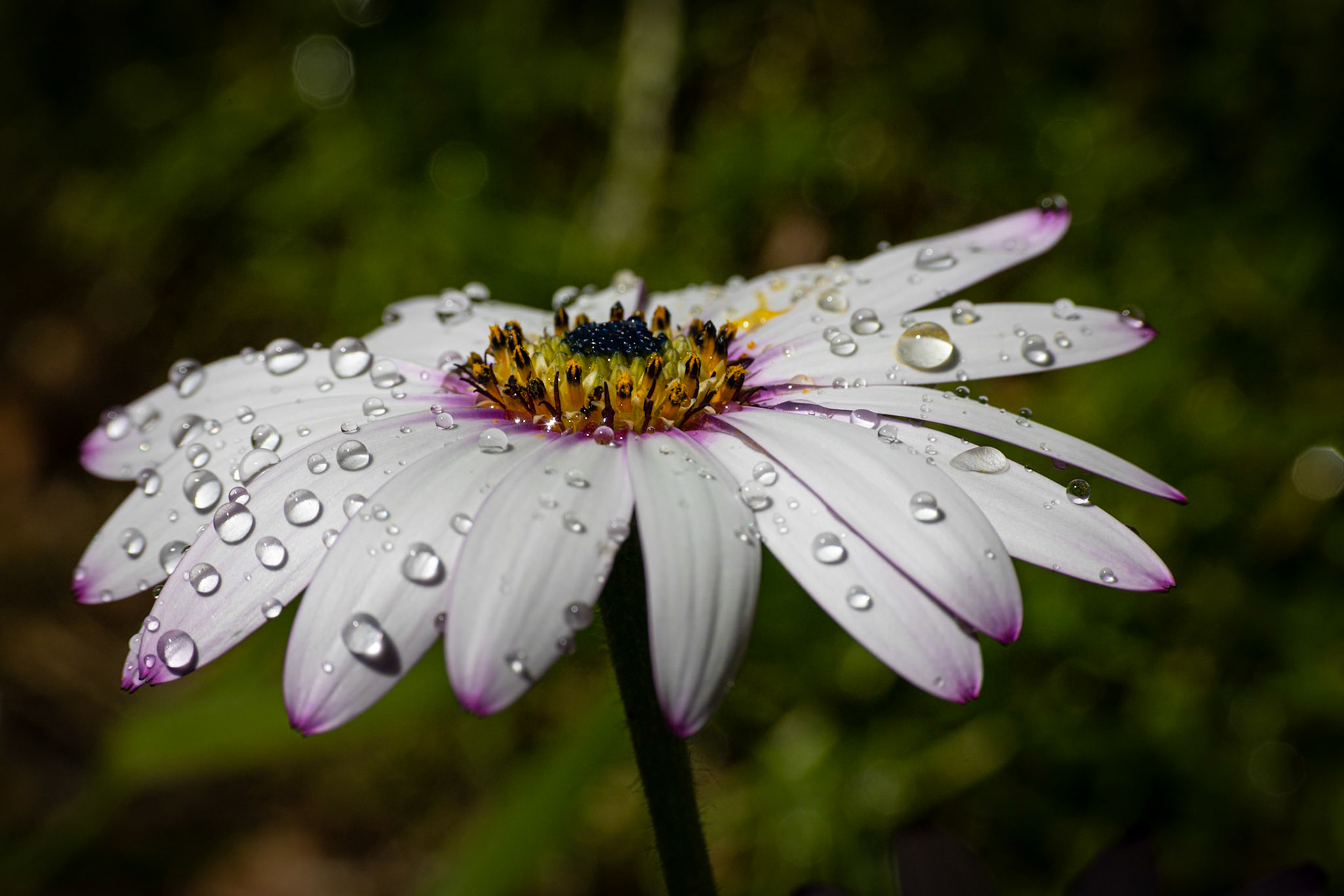 ©McNairnPhotography