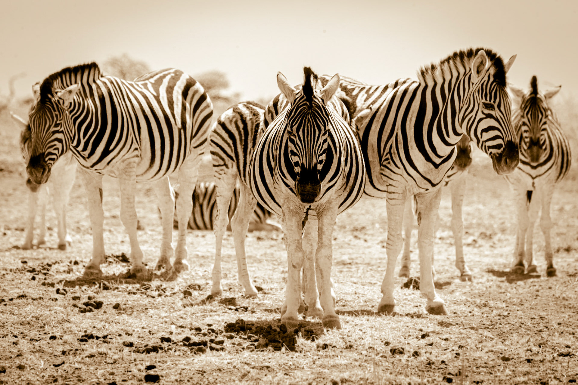 ©McNairnPhotography