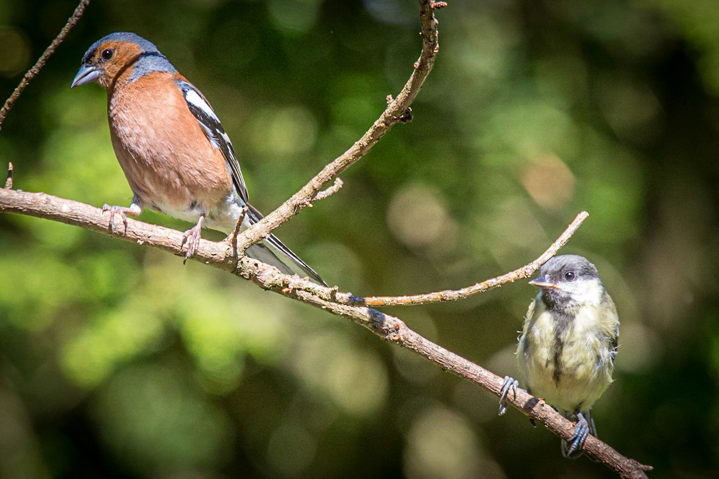 Common Chaffinch ©McNairnPhotography
