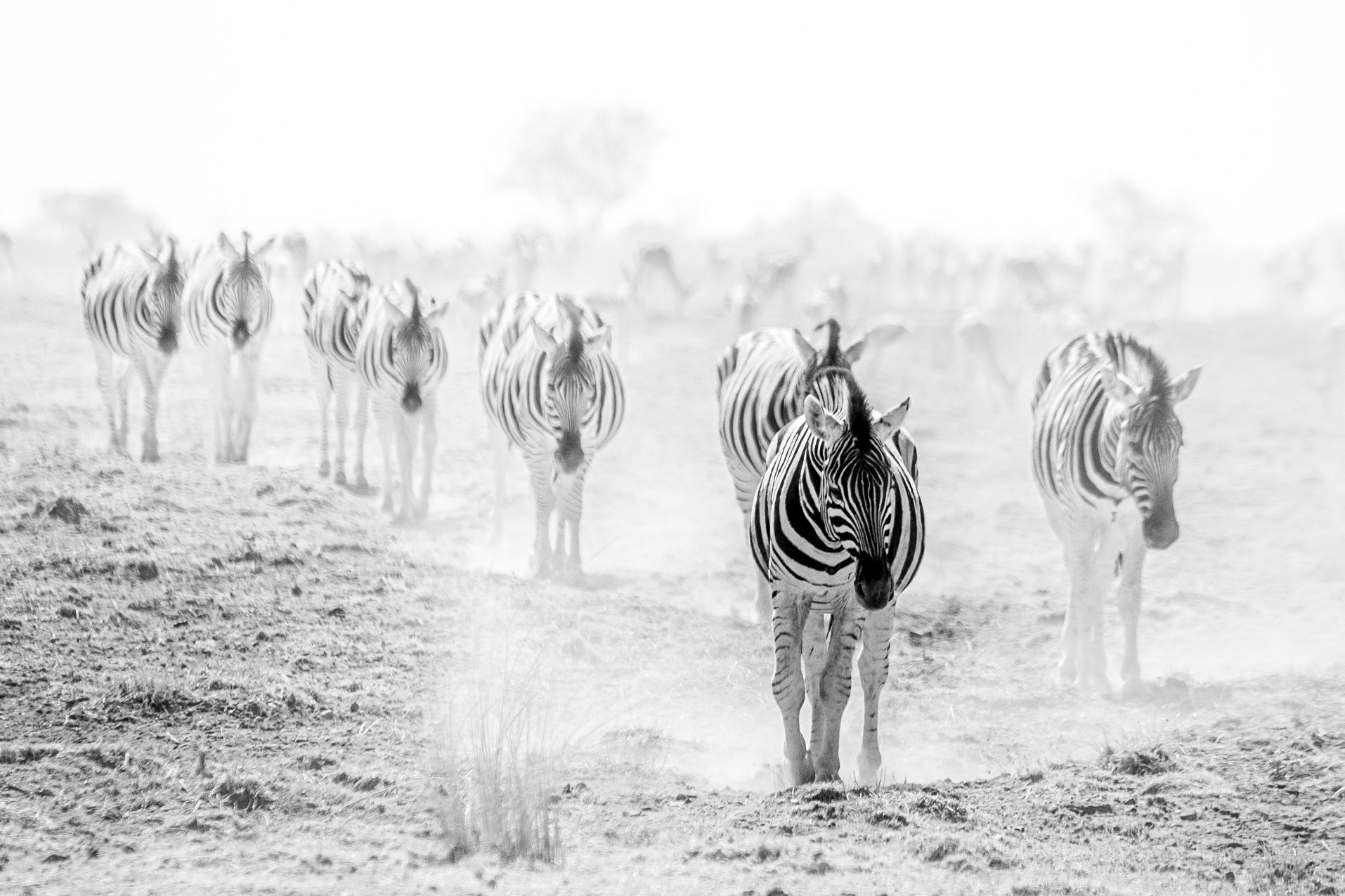 ©McNairnPhotography