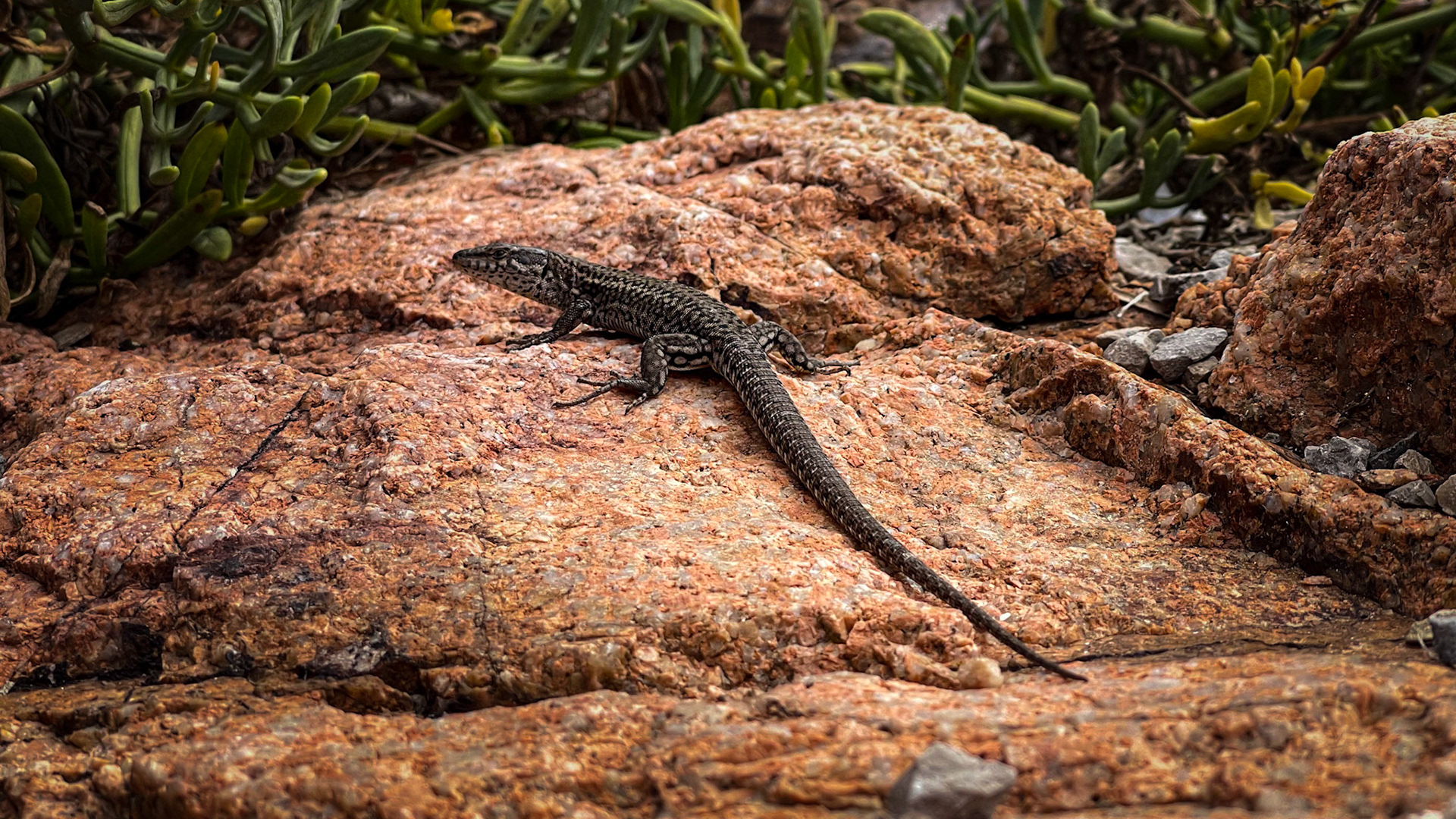 Reserva Natural das Berlengas