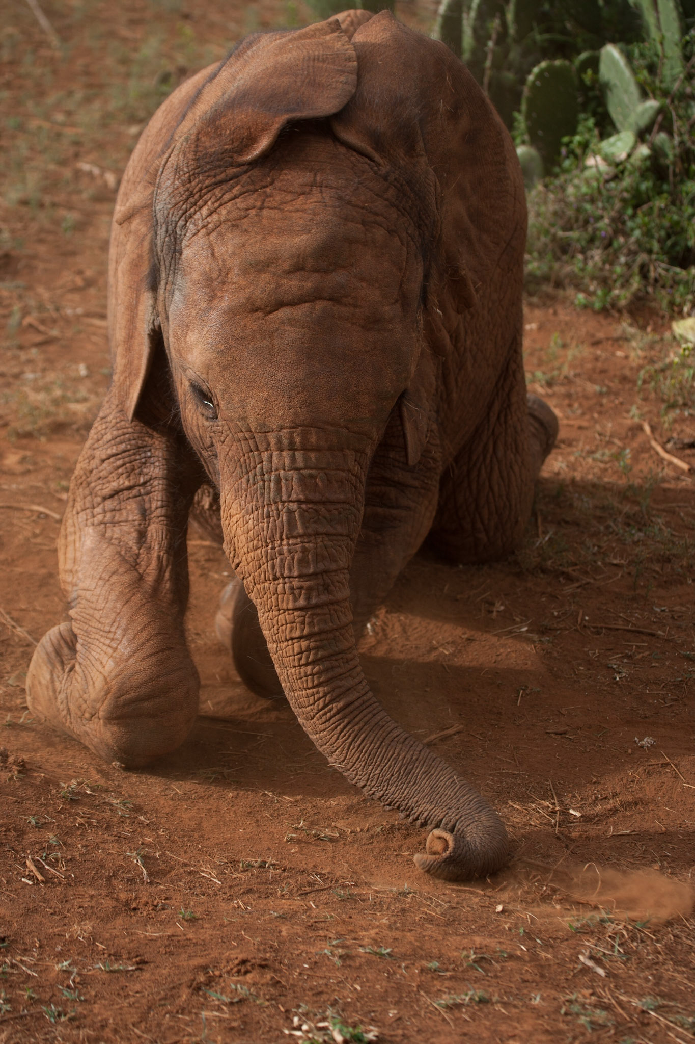 Sheldrick Wildlife Trust ©McNairnPhotography