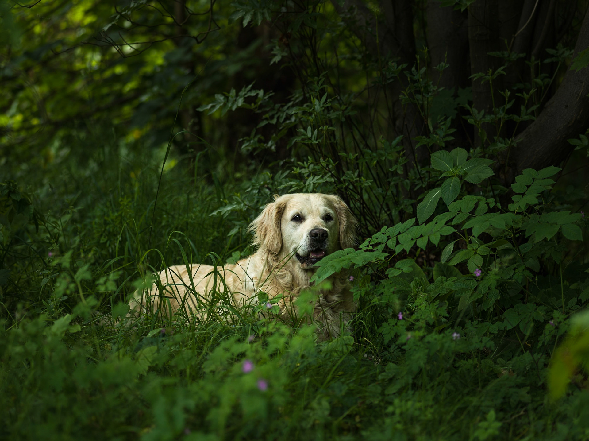 Skye, Scotland ©McNairnPhotography