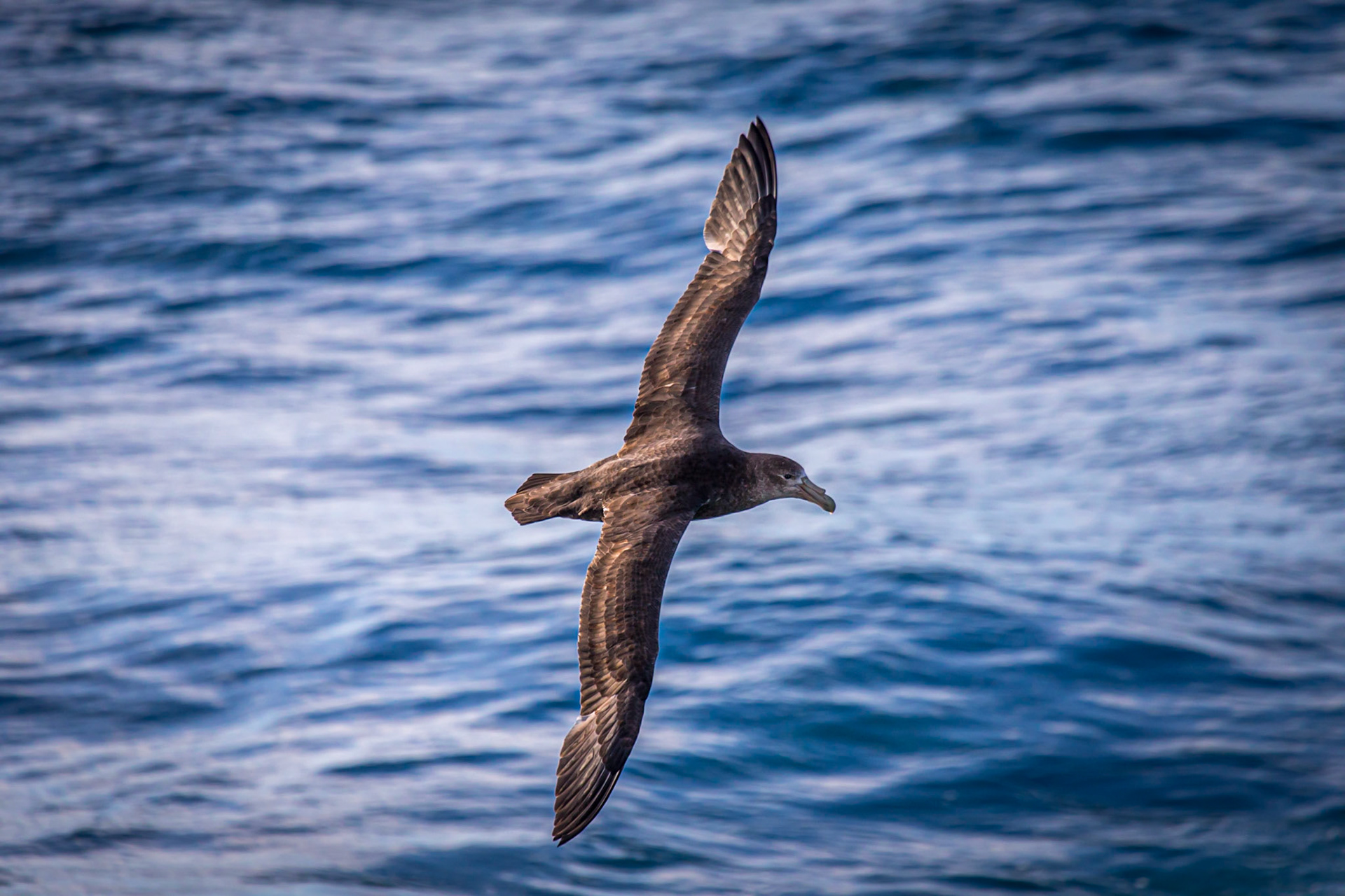 Skua ©McNairnPhotography