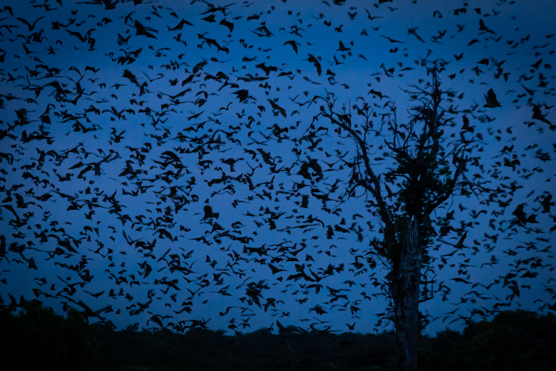 ©McNairnPhotography